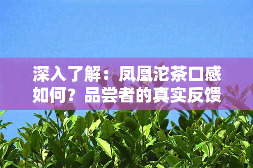 深入了解：凤凰沱茶口感如何？品尝者的真实反馈与评价