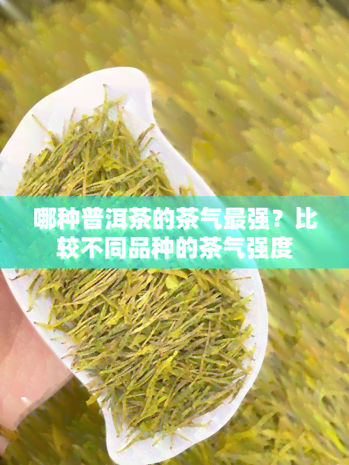 哪种普洱茶的茶气最强？比较不同品种的茶气强度