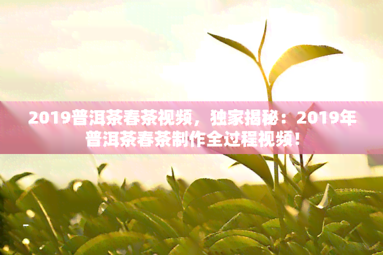 2019普洱茶春茶视频，独家揭秘：2019年普洱茶春茶制作全过程视频！