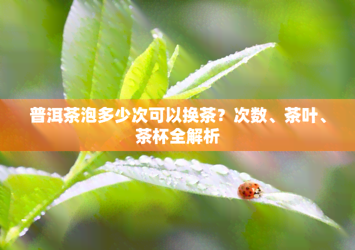 普洱茶泡多少次可以换茶？次数、茶叶、茶杯全解析