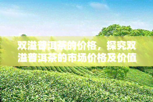 双溢普洱茶的价格，探究双溢普洱茶的市场价格及价值