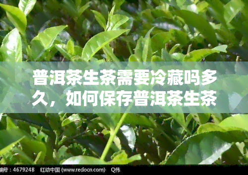 普洱茶生茶需要冷藏吗多久，如何保存普洱茶生茶？需要冷藏吗？冷藏多久合适？