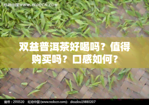 双益普洱茶好喝吗？值得购买吗？口感如何？