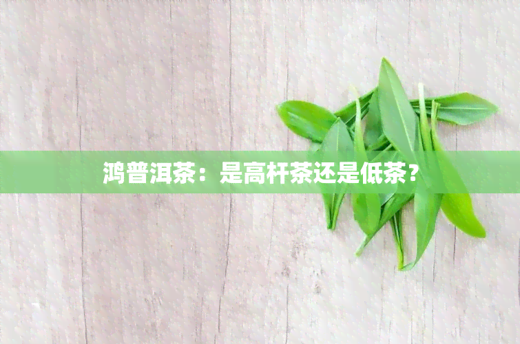 鸿普洱茶：是高杆茶还是低茶？