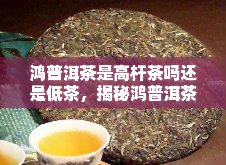 鸿普洱茶是高杆茶吗还是低茶，揭秘鸿普洱茶：高杆还是低档？