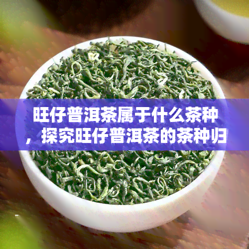 旺仔普洱茶属于什么茶种，探究旺仔普洱茶的茶种归属