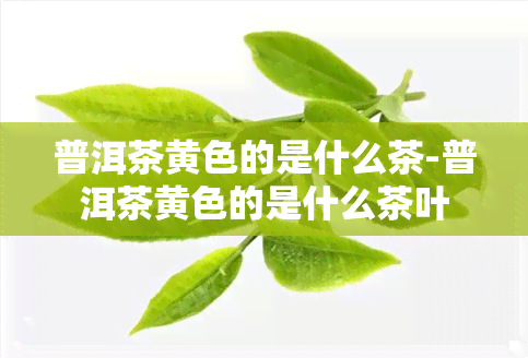 普洱茶黄色的是什么茶-普洱茶黄色的是什么茶叶