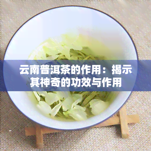 云南普洱茶的作用：揭示其神奇的功效与作用