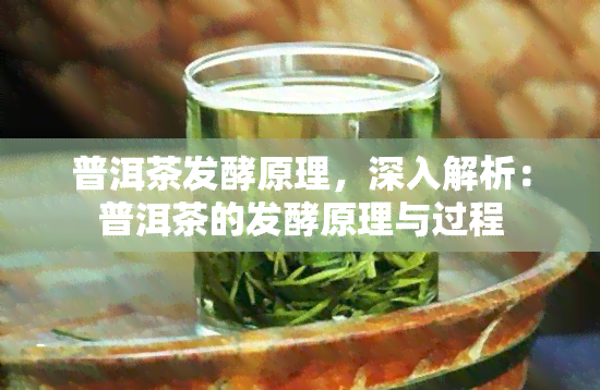 普洱茶发酵原理，深入解析：普洱茶的发酵原理与过程