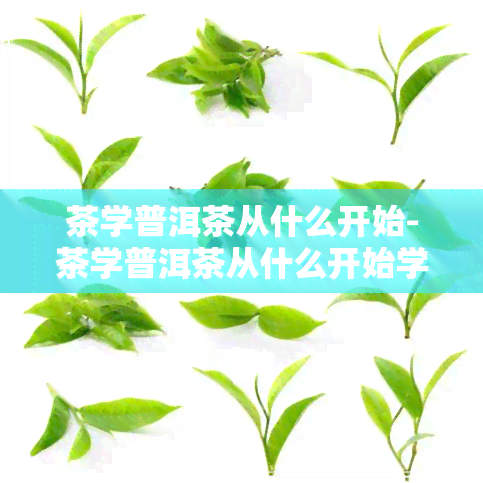 茶学普洱茶从什么开始-茶学普洱茶从什么开始学