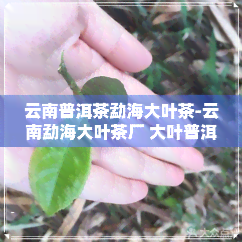 云南普洱茶勐海大叶茶-云南勐海大叶茶厂 大叶普洱