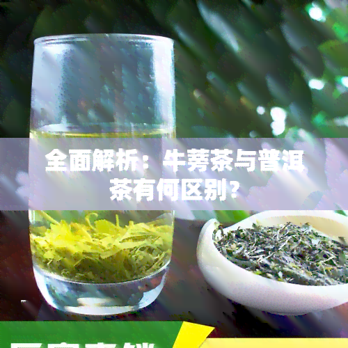 全面解析：牛蒡茶与普洱茶有何区别？