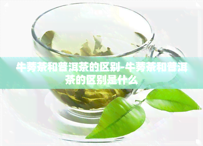 牛蒡茶和普洱茶的区别-牛蒡茶和普洱茶的区别是什么