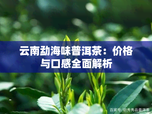 云南勐海味普洱茶：价格与口感全面解析