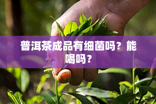 普洱茶成品有细菌吗？能喝吗？