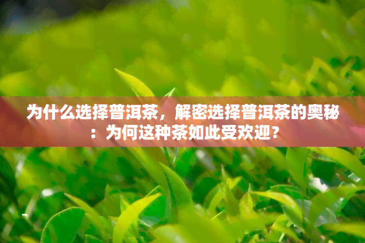 为什么选择普洱茶，解密选择普洱茶的奥秘：为何这种茶如此受欢迎？