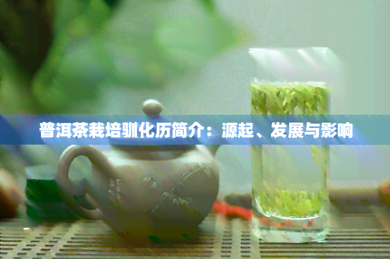 普洱茶栽培驯化历简介：源起、发展与影响