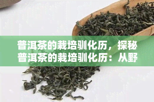 普洱茶的栽培驯化历，探秘普洱茶的栽培驯化历：从野生到人工的演进之路