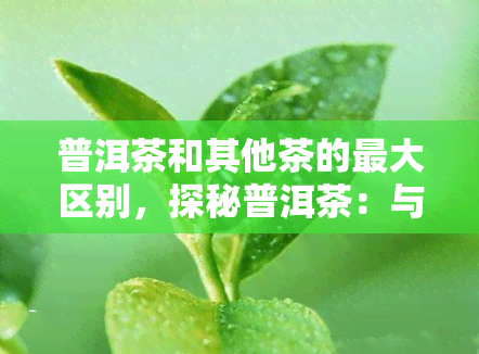 普洱茶和其他茶的更大区别，探秘普洱茶：与其他茶类更大的区别是什么？