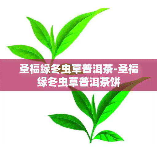 圣福缘冬虫草普洱茶-圣福缘冬虫草普洱茶饼