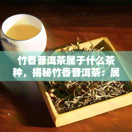 竹香普洱茶属于什么茶种，揭秘竹香普洱茶：属于哪一茶种？