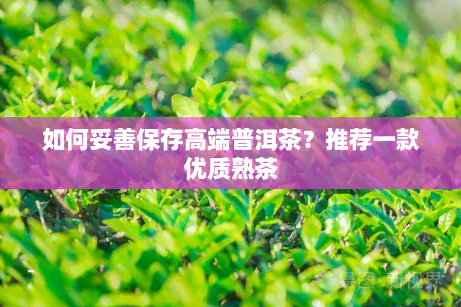 如何妥善保存高端普洱茶？推荐一款优质熟茶