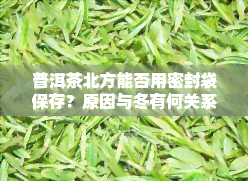 普洱茶北方能否用密封袋保存？原因与冬有何关系？