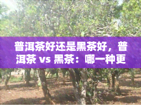 普洱茶好还是黑茶好，普洱茶 vs 黑茶：哪一种更好？