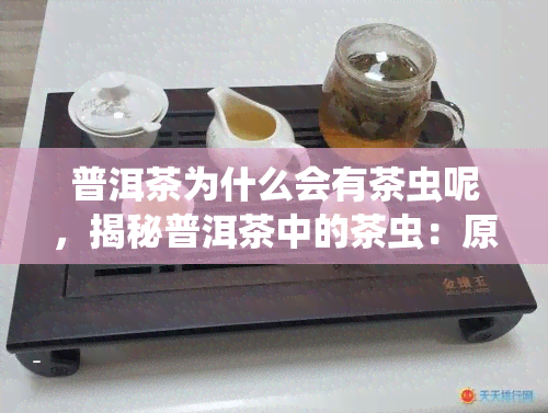 普洱茶为什么会有茶虫呢，揭秘普洱茶中的茶虫：原因与解决方法