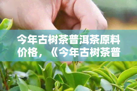 今年古树茶普洱茶原料价格，《今年古树茶普洱茶原料价格涨幅明显，业内专家分析原因》