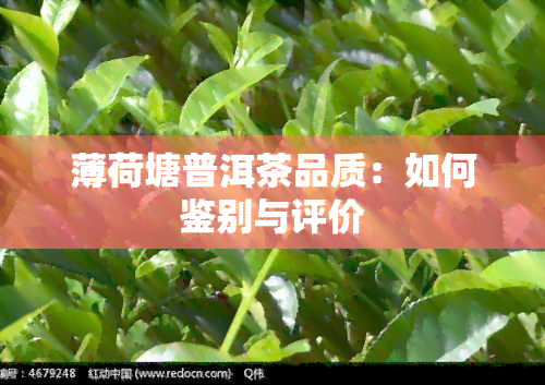 薄荷塘普洱茶品质：如何鉴别与评价