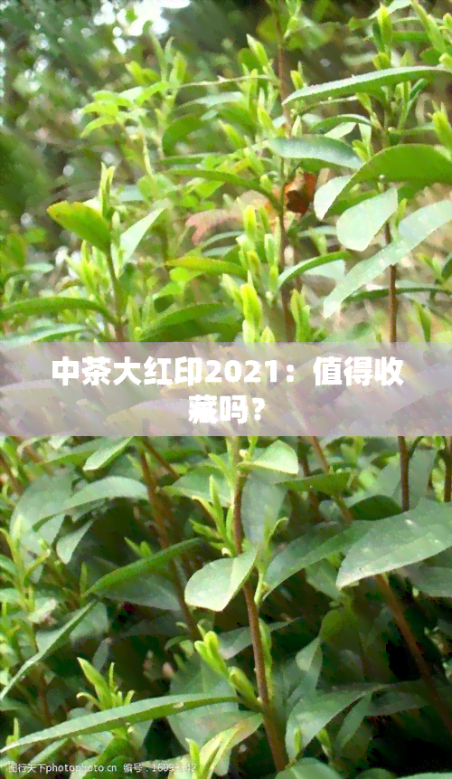 中茶大红印2021：值得收藏吗？