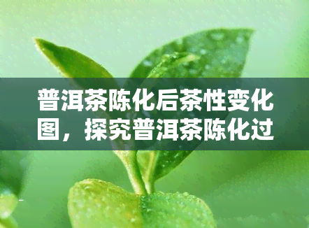 普洱茶陈化后茶性变化图，探究普洱茶陈化过程中的茶性变化：一幅图表解读