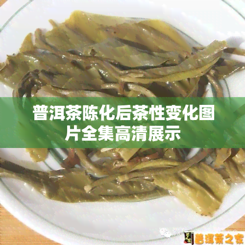 普洱茶陈化后茶性变化图片全集高清展示