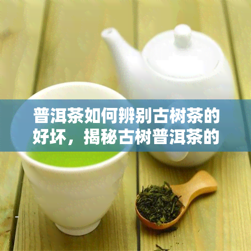 普洱茶如何辨别古树茶的好坏，揭秘古树普洱茶的品质判别方法