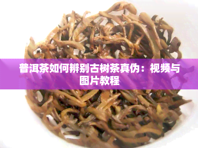 普洱茶如何辨别古树茶真伪：视频与图片教程