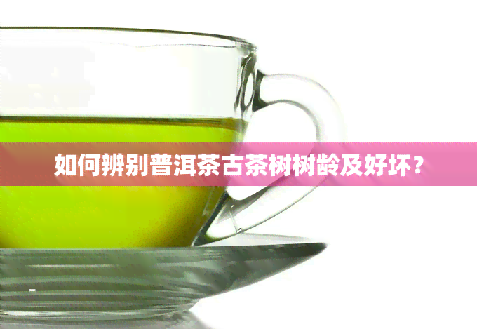 如何辨别普洱茶古茶树树龄及好坏？