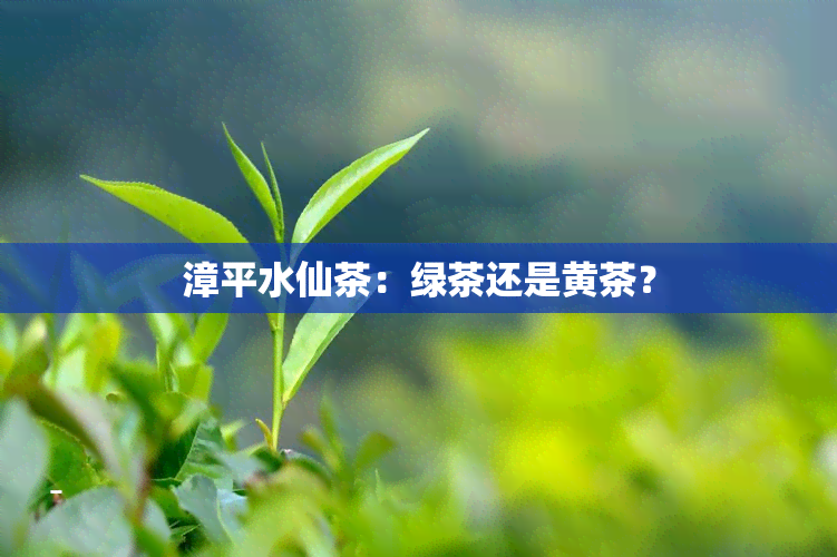 漳平水仙茶：绿茶还是黄茶？