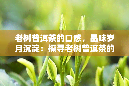 老树普洱茶的口感，品味岁月沉淀：探寻老树普洱茶的独特口感