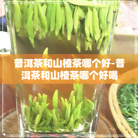 普洱茶和山楂茶哪个好-普洱茶和山楂茶哪个好喝