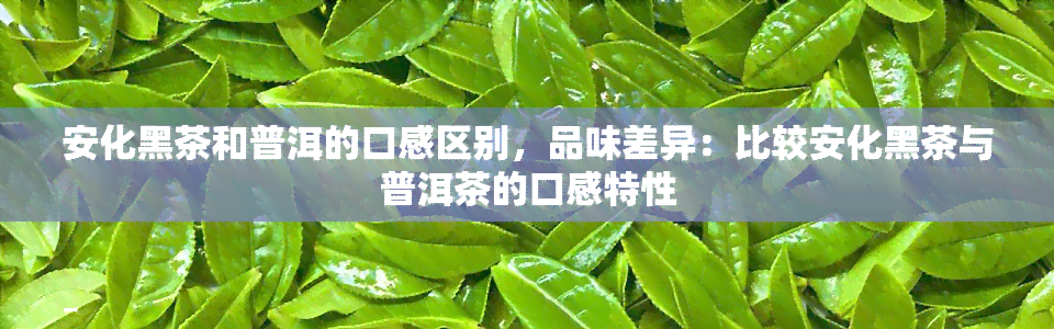 安化黑茶和普洱的口感区别，品味差异：比较安化黑茶与普洱茶的口感特性