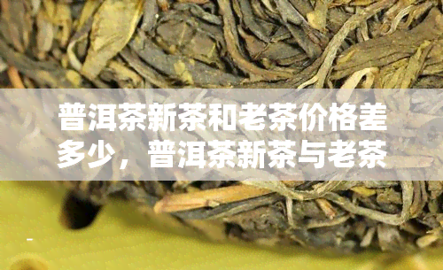 普洱茶新茶和老茶价格差多少，普洱茶新茶与老茶价格差距大揭秘！