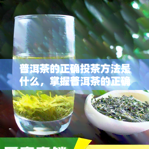 普洱茶的正确投茶方法是什么，掌握普洱茶的正确投茶方法，品味茶香四溢的享受