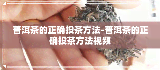 普洱茶的正确投茶方法-普洱茶的正确投茶方法视频