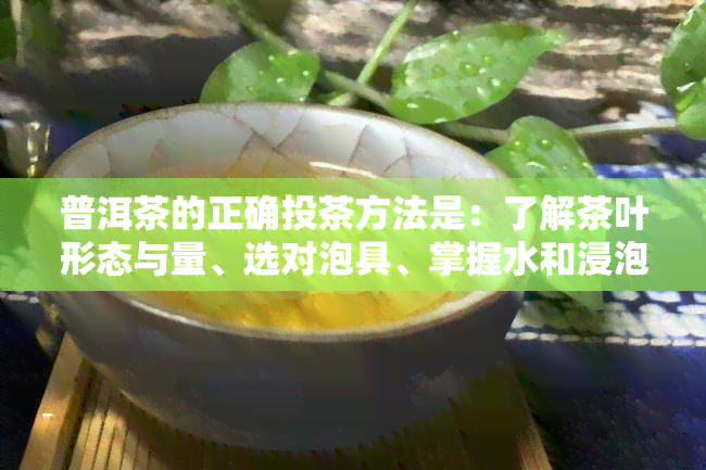 普洱茶的正确投茶方法是：了解茶叶形态与量、选对泡具、掌握水和浸泡时间