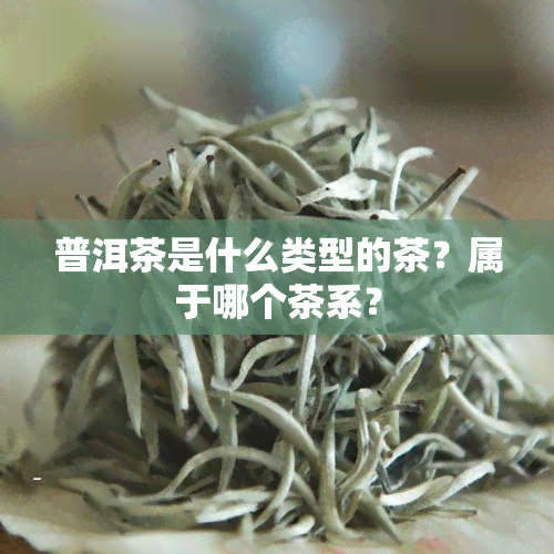 普洱茶是什么类型的茶？属于哪个茶系？