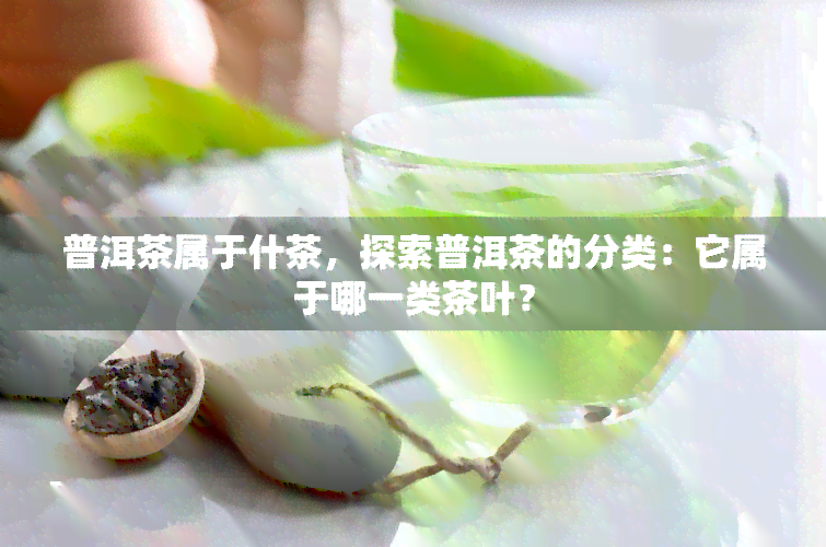 普洱茶属于什茶，探索普洱茶的分类：它属于哪一类茶叶？