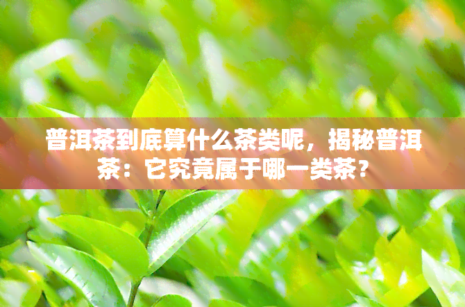 普洱茶到底算什么茶类呢，揭秘普洱茶：它究竟属于哪一类茶？