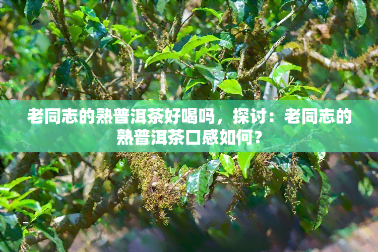 老同志的熟普洱茶好喝吗，探讨：老同志的熟普洱茶口感如何？