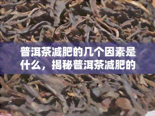 普洱茶减肥的几个因素是什么，揭秘普洱茶减肥的几大关键因素